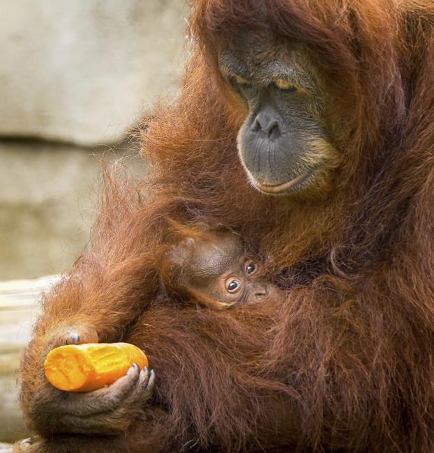 Children's hospital patients, staff name baby orangutan | iNFOnews.ca