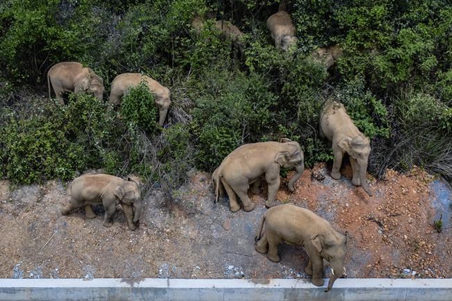Don't gawk or give food: Wandering elephants near China city | iNFOnews.ca
