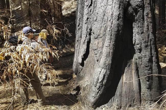 Study: California fire killed 10% of world’s giant sequoias | iNFOnews.ca