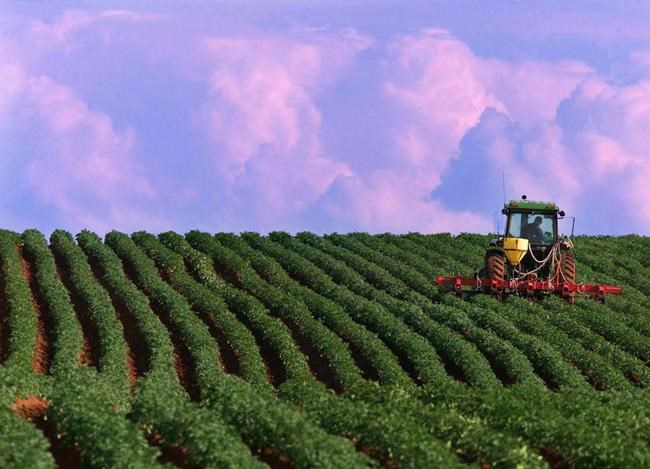 McCain Foods aims to have fully sustainable agricultural practices by 2030 | iNFOnews.ca