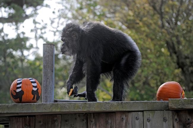 Oldest male chimpanzee in US dies at San Francisco zoo | iNFOnews.ca CP2144158177