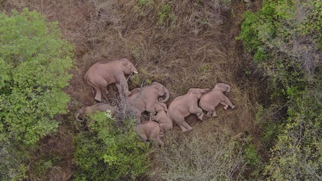 Chine: les éléphants errants deviennent des vedettes internationales | iNFOnews.ca