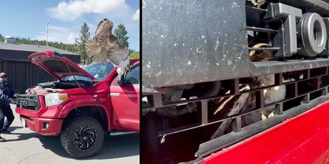 Bird of prey freed after misadventure behind grill of B.C. pickup truck | iNFOnews.ca