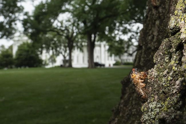 Cicadas were flying; for hours, Biden's press plane was not | iNFOnews.ca