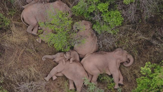 China's wandering elephants on the move again | iNFOnews.ca