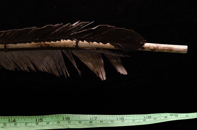 Beaver secretion found as part of ancient throwing dart in Yukon | iNFOnews.ca