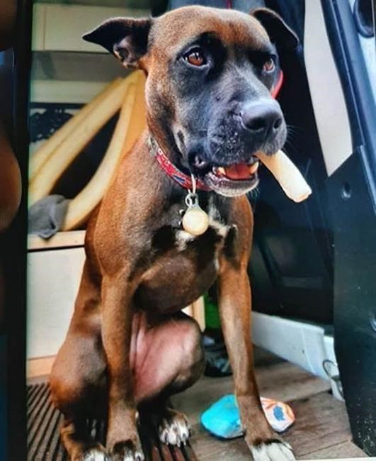 Victoria dog reunited with its family days after becoming lost while escaping attack | iNFOnews.ca Victoria dog reunited with its family days after becoming lost while escaping attack | iNFOnews.ca