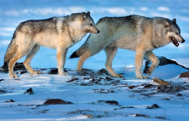 Culling cutlines, not wolves, key to preserving caribou herds: researcher | iNFOnews.ca