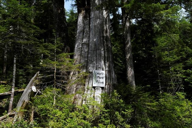 Old growth logging opponents end hunger strike; 8 more arrests at Fairy Creek | iNFOnews.ca Old growth logging opponents end hunger strike; 8 more arrests at Fairy Creek | iNFOnews.ca