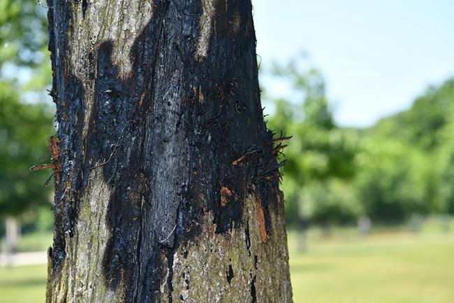 Man ticketed in suburban Chicago dog park for tree treatment | iNFOnews.ca
