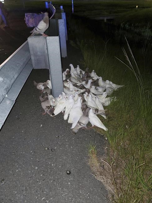 'Homing pigeons that can't find their home' block I-95 exit | iNFOnews.ca