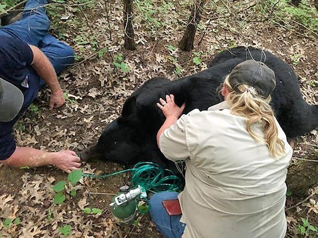 Bear that rambled over several US states dies in Louisiana | iNFOnews.ca