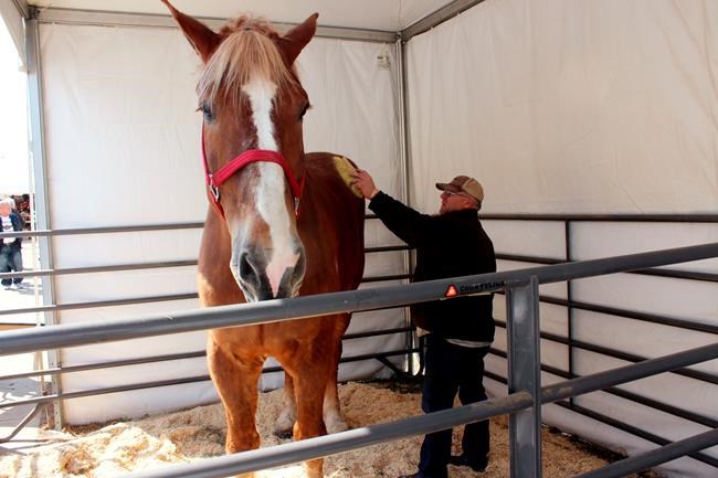 World's tallest horse, Big Jake, dies in Wisconsin at age 20 | iNFOnews.ca