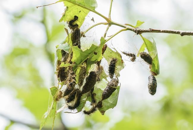 Hungry caterpillars stripping trees in Quebec, Ontario and on Montreal's Mount Royal | iNFOnews.ca CP117686989