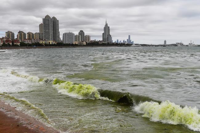 Chinese port city uses boats, scoops to fight algae bloom | iNFOnews.ca