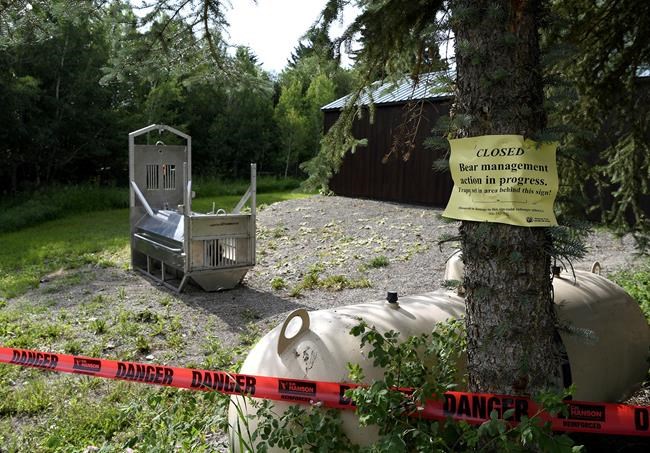 Grizzly shot, killed after fatal attack of California woman | iNFOnews.ca Grizzly shot, killed after fatal attack of California woman | iNFOnews.ca