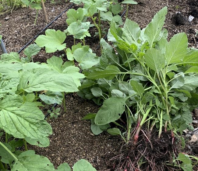 Weeds aren't all bad, but do need to be controlled | iNFOnews.ca