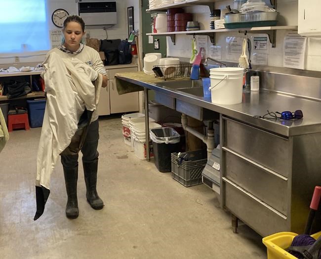 Rare whooping cranes raised for wild as COVID rules relax | iNFOnews.ca CP999081783