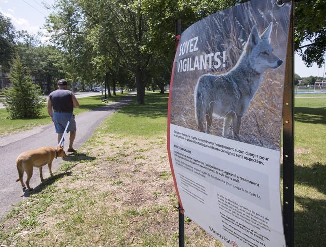 Warning about aggressive coyotes after toddler attacked, bitten, in Stanley Park | iNFOnews.ca