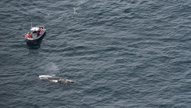 Two endangered right whales entangled in fishing gear in Gulf of St. Lawrence | iNFOnews.ca