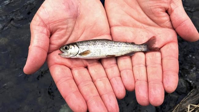 Salmon and other sea life affected by recent heat waves, experts say | iNFOnews.ca
