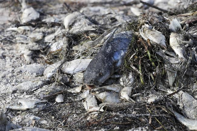 Protesters seek help dealing with fish-killing red tide | iNFOnews.ca