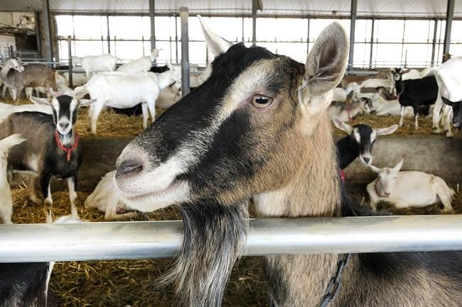Family farm swaps cows for goats amid changed dairy industry | iNFOnews.ca CP1847111542