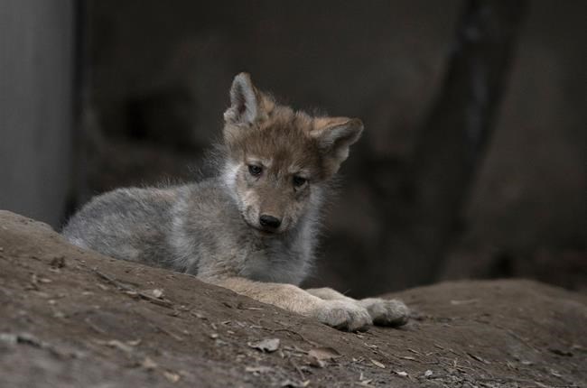 Mexican wolf breeding program gets boost from zoo | iNFOnews.ca CP495789498