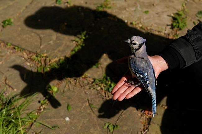 EXPLAINER: What’s making mid-Atlantic songbirds sick? | iNFOnews.ca