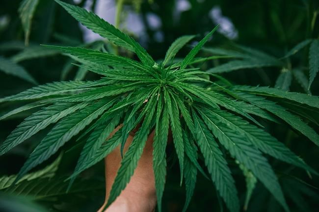 Hemp having a moment as farmers try to grow niche crop into $1-billion industry | iNFOnews.ca