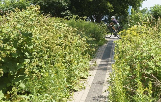 Quebecer hopes act of 'horticultural disobedience' will urge others to rethink lawns | iNFOnews.ca