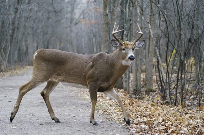 Montreal-area city running out of options to control population of white-tailed deer | iNFOnews.ca