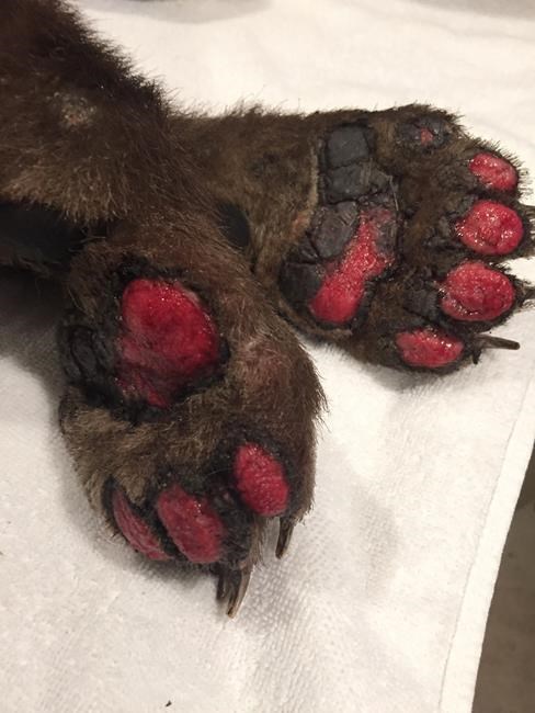 Bear cub burned in wildfire heals at California center | iNFOnews.ca