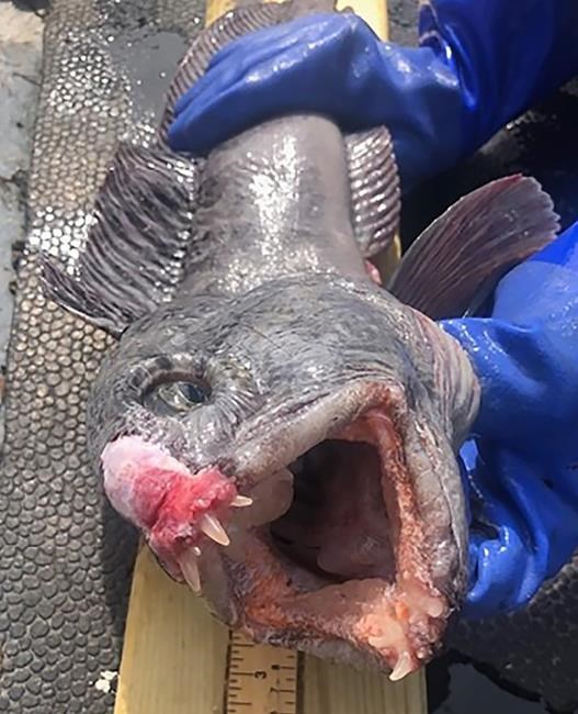 An ocean menace: study finds ghost gear capturing species at risk and lobster | iNFOnews.ca An ocean menace: study finds ghost gear capturing species at risk and lobster | iNFOnews.ca