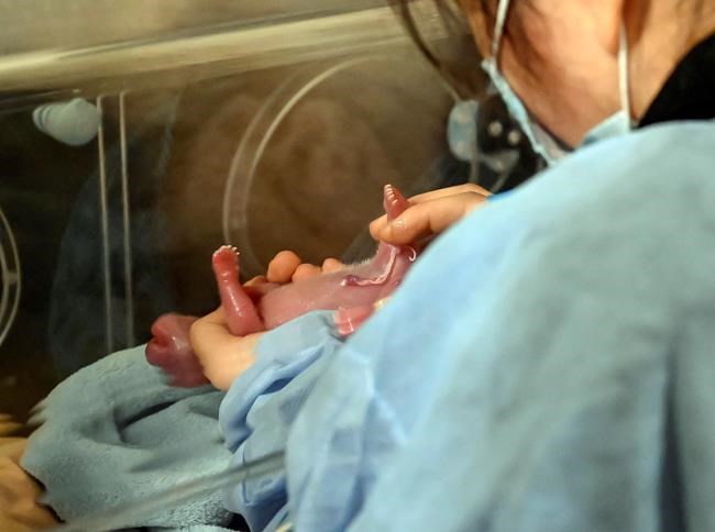 Giant panda in French zoo gives birth to 'lively' twin girls | iNFOnews.ca