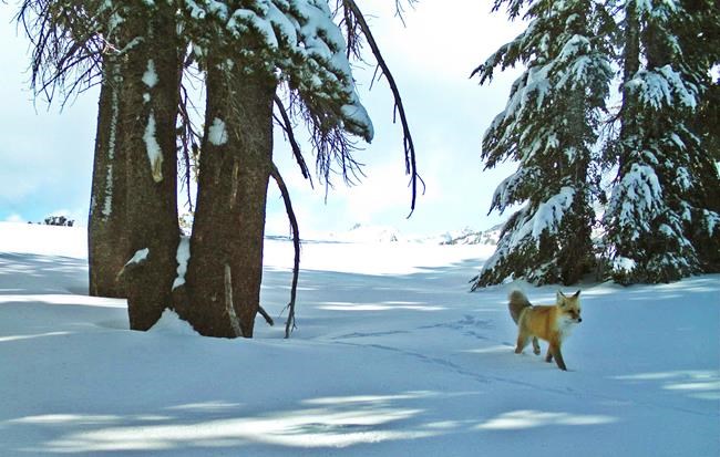 Sierra Nevada red fox to be listed as federally endangered | iNFOnews.ca