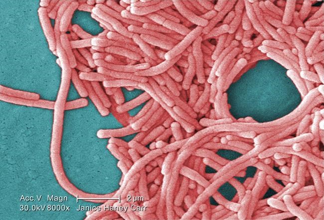 10 cases of legionnaires' disease in Montreal, two people have died: public health | iNFOnews.ca 10 cases of legionnaires' disease in Montreal, two people have died: public health | iNFOnews.ca