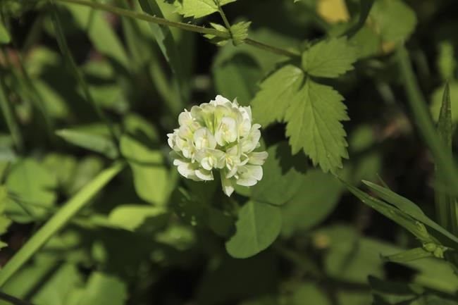 Native clover species being dropped from endangered list | iNFOnews.ca