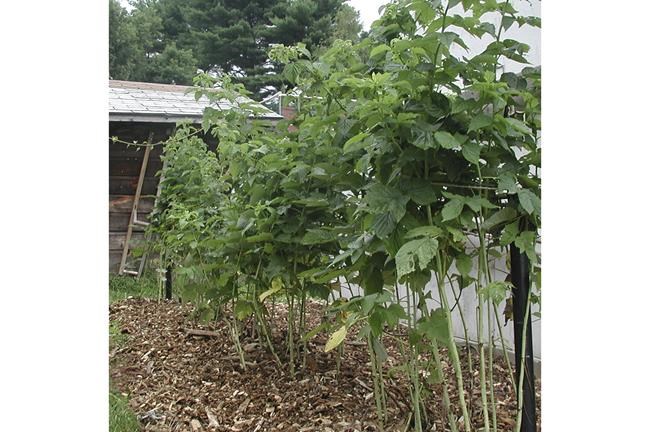 Bramble patch? Berries grow better in pruned rows or hills | iNFOnews.ca Bramble patch? Berries grow better in pruned rows or hills | iNFOnews.ca