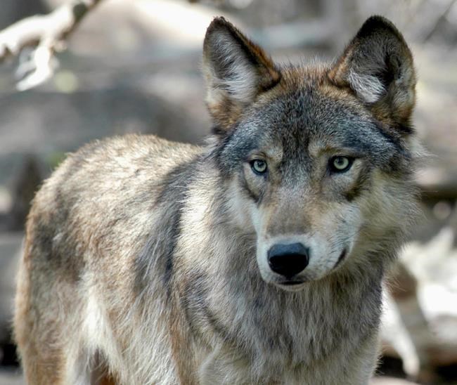 Wisconsin sets 300-wolf limit after runaway spring hunt | iNFOnews.ca
