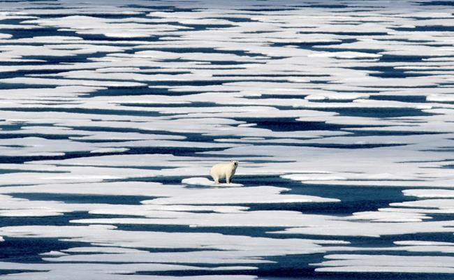 Three people in hospital after polar bear attack near Nunavut community | iNFOnews.ca