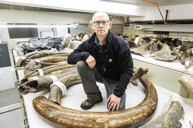 'Cheering for the mammoth': Scientists retrace the steps of 17,000 year-old animal | iNFOnews.ca