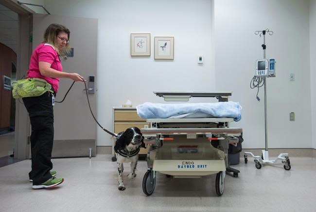 Dogs trained to detect COVID-19 in Vancouver health-care facilities | iNFOnews.ca Dogs trained to detect COVID-19 in Vancouver health-care facilities | iNFOnews.ca