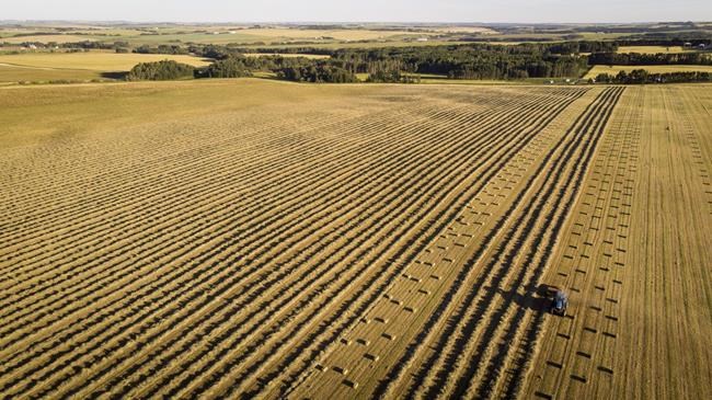 Maritime farmers ship hay to drought-stricken Prairies as ranchers run out of feed | iNFOnews.ca CP1592043816