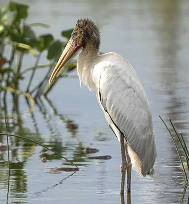 Tropical stork ends up in New York, dies after eating litter | iNFOnews.ca