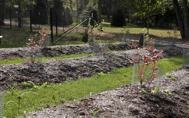 Gardening: What to do when the soil stays too wet | iNFOnews.ca CP1886545631