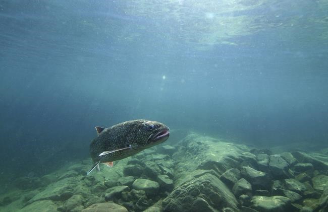 Genetic mapping boosts hopes for restoring prized lake trout | iNFOnews.ca Genetic mapping boosts hopes for restoring prized lake trout | iNFOnews.ca