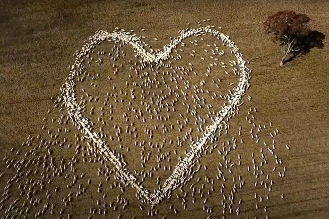 Australian mourns beloved aunt with heart-shaped love ewes | iNFOnews.ca