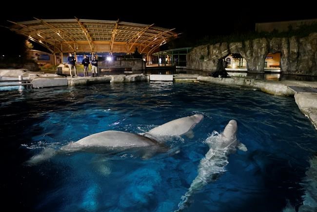 Mystic Aquarium requests to resume research; whale improving | iNFOnews.ca Mystic Aquarium requests to resume research; whale improving | iNFOnews.ca