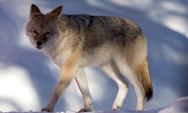 Two children involved in latest coyote attacks in Vancouver's Stanley Park | iNFOnews.ca